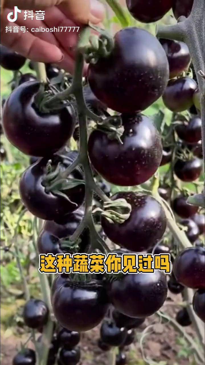 黑番茄黑钻石家庭种植口感好