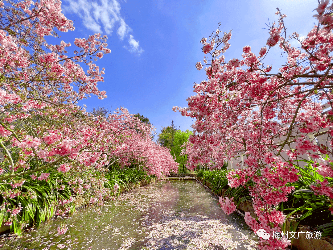 安宁樱花谷风景区图片