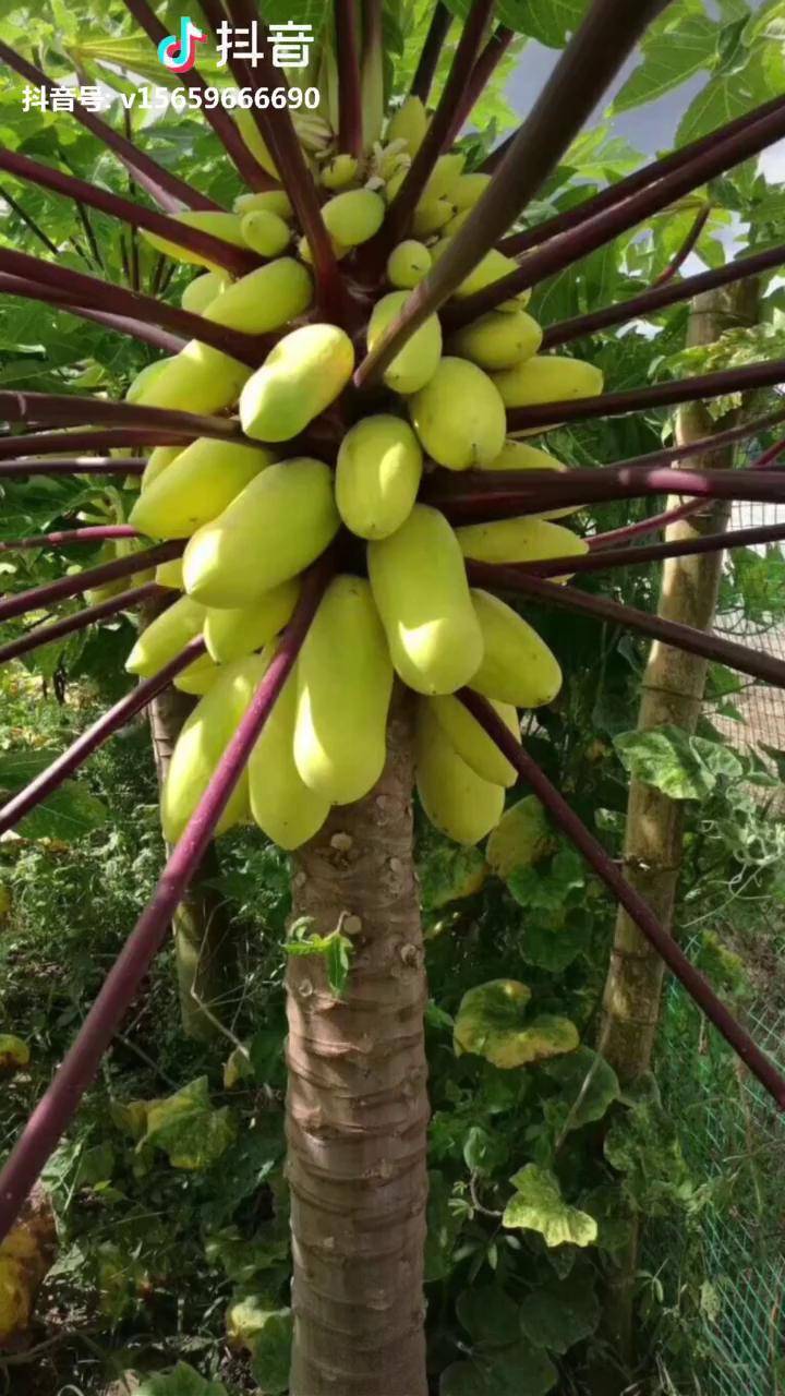 黄金木瓜口感颜值产量兼具新品种水果