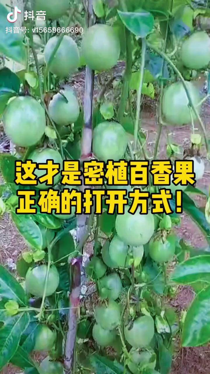 这才是百香果密植高产的正确打开方式不懂的朋友可以问我百香果种植