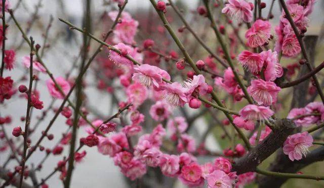 海棠|还分不清樱花品种？这份赏花宝典收好了！