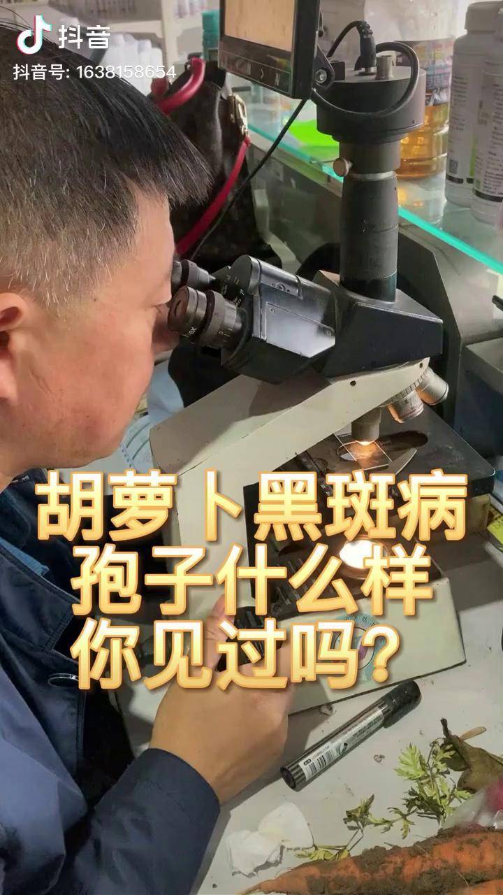 胡萝卜黑斑病和西红柿早疫病的孢子是什么样的,你见过吗?农业技术 病