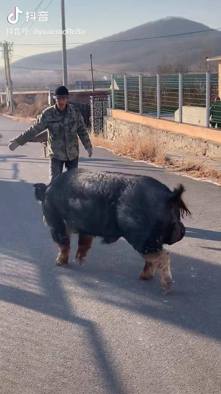 新金巴克夏猪特点图片