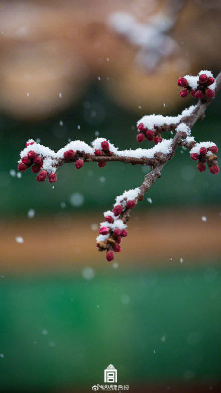 故宫|故宫红墙白雪太美了