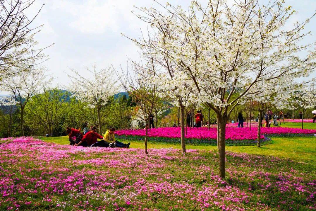 2022畅玩德阳芳菲山谷奈良鹿岛赏花季199元逛德阳梦幻花海赏花戏鹿玩