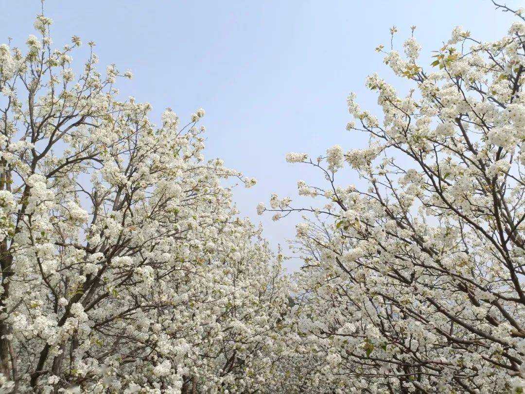 柳色黃金嫩梨花白雪香加級寨梨花谷萬畝梨花競相怒放