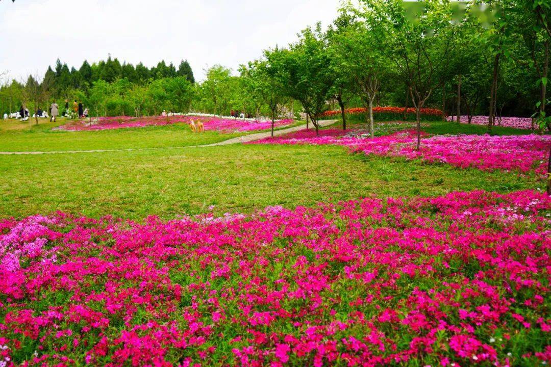 德阳芳菲谷图片