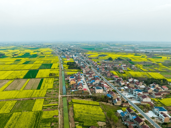 学习强国安徽望江漳湖镇油菜花开黄金满地