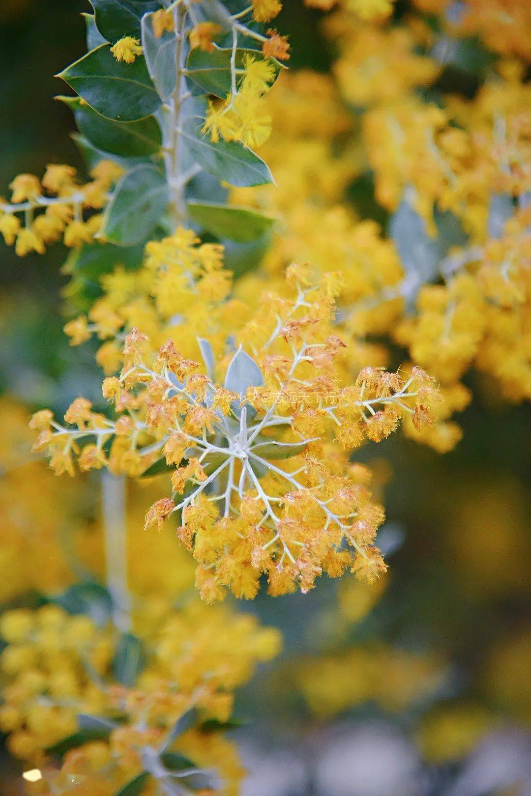 玉笏朝天珍珠金合欢花海