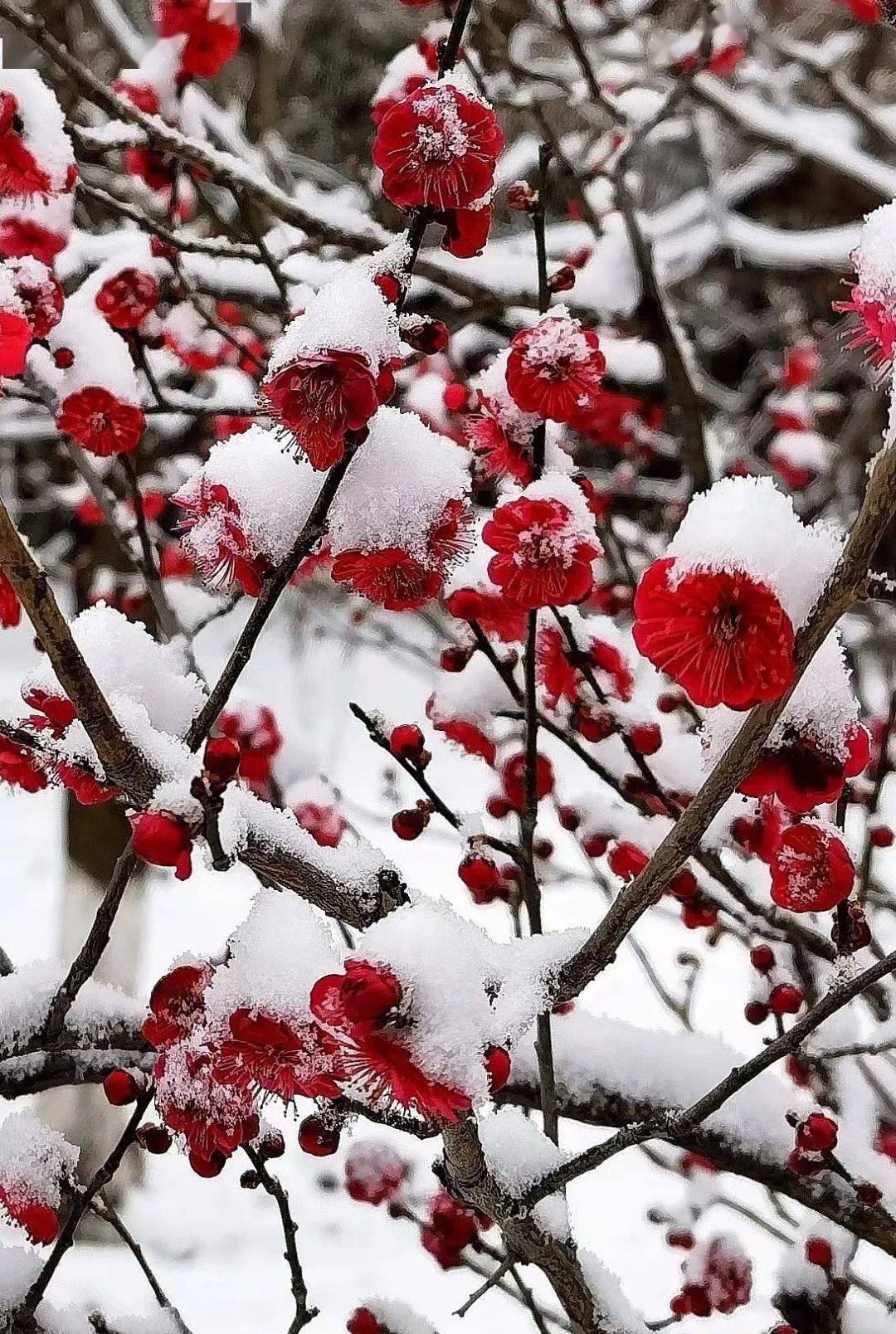 踏雪寻梅丨没有人能拒绝,这场银装素裹中的绽放!