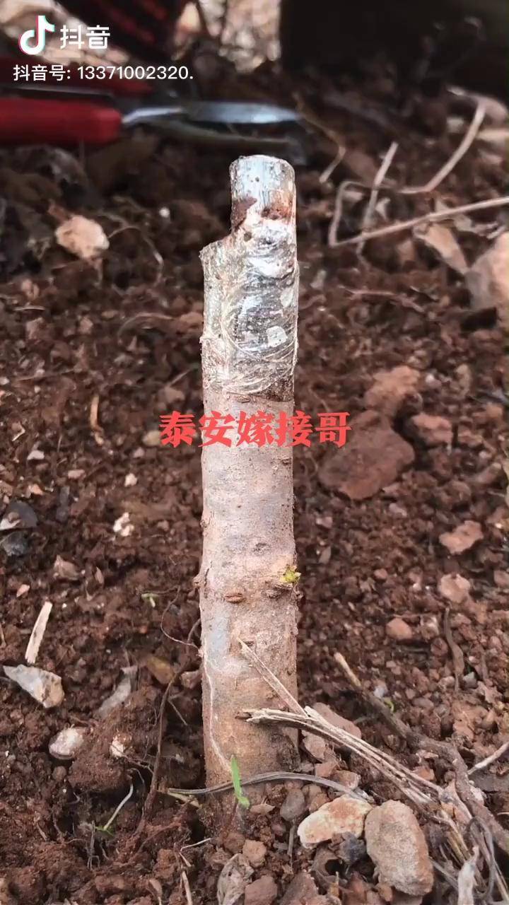 櫻桃樹嫁接如果沒有嫁接成活如何補救果樹新品種苗木澤雨苗圃我想上