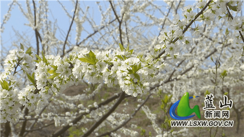 花蕊|美丽蓝山：春风送暖百花开 李花绽放一树白