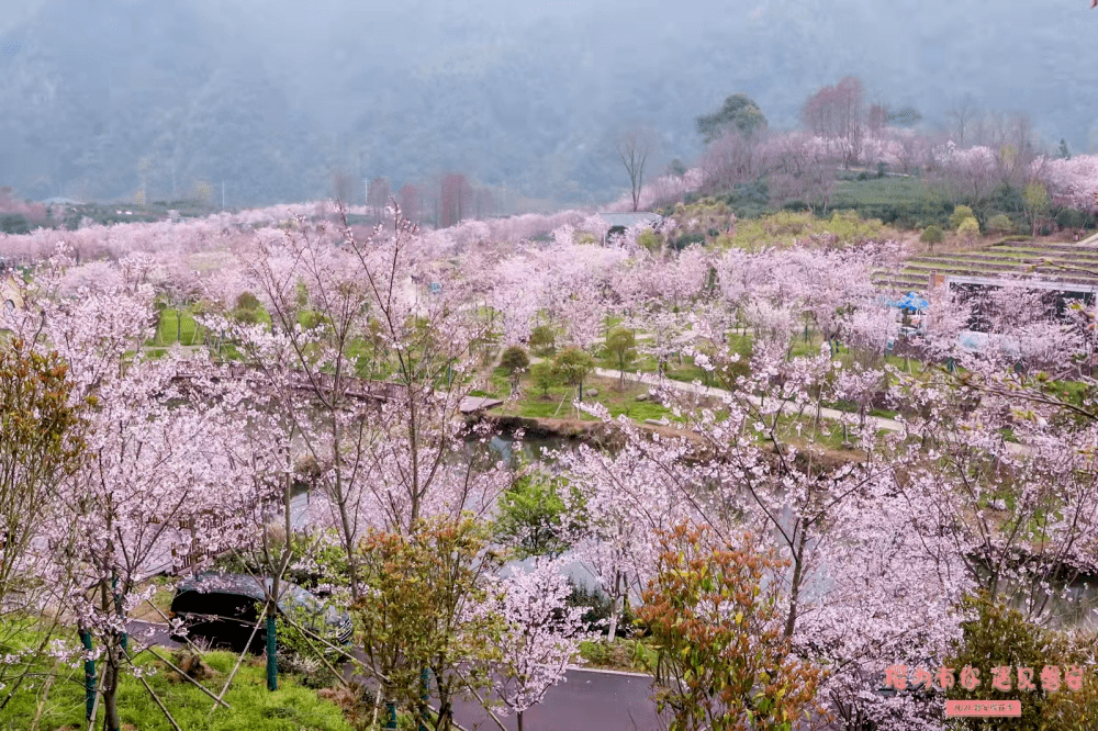 磐安东川野樱花图片
