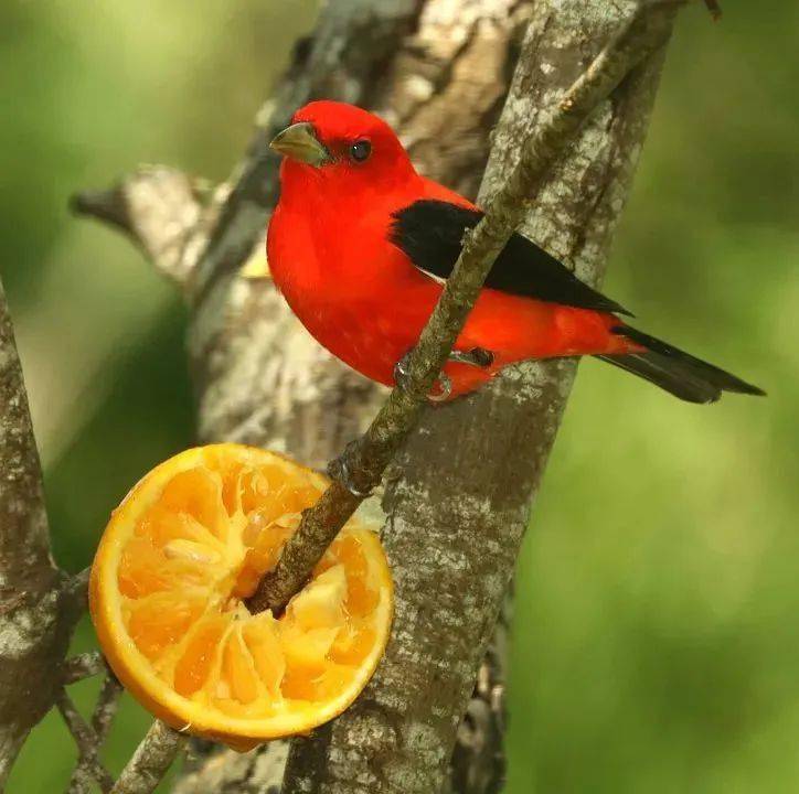 棕硬尾鴨(oxyura jamaicensis)的丁丁 | patricia l. r.