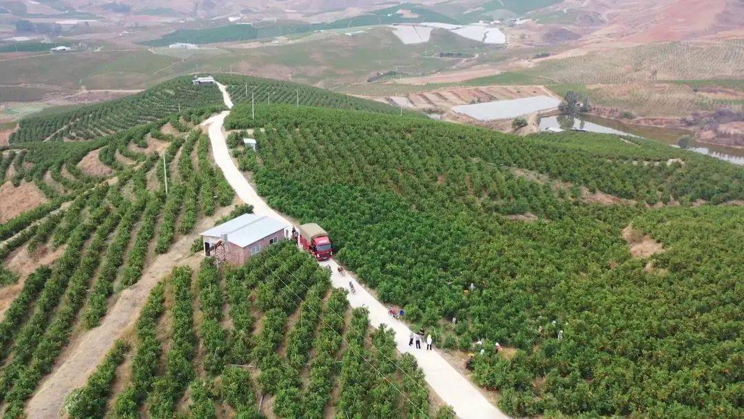 时下,正是春风和煦,万物复苏的美好时节,宾川县力角镇的沃柑正顺春风
