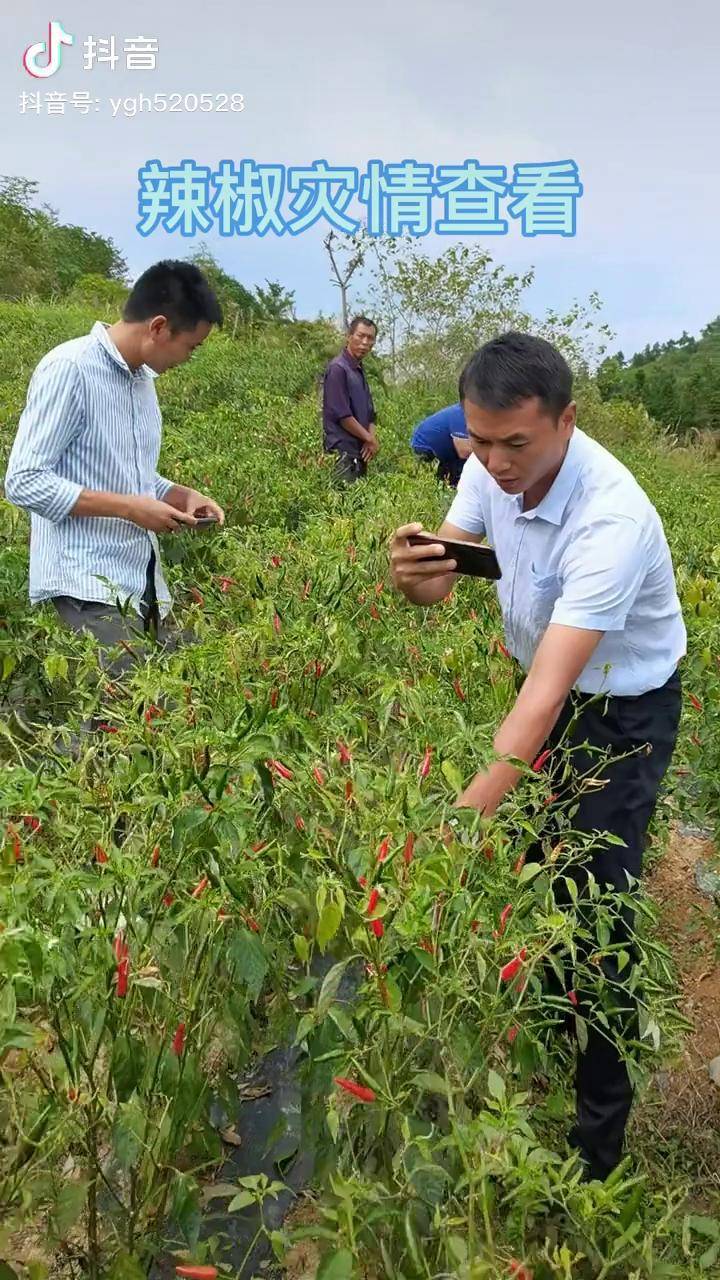 今天一早就来给百姓看辣椒受灾情况了,有部分辣椒果果坏了,有部分辣椒
