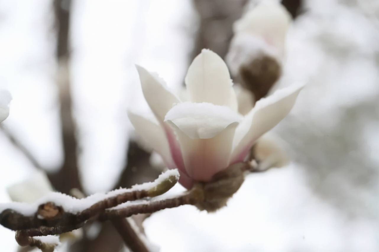 建设|西长安街 雪中玉兰如“白玉花雕”