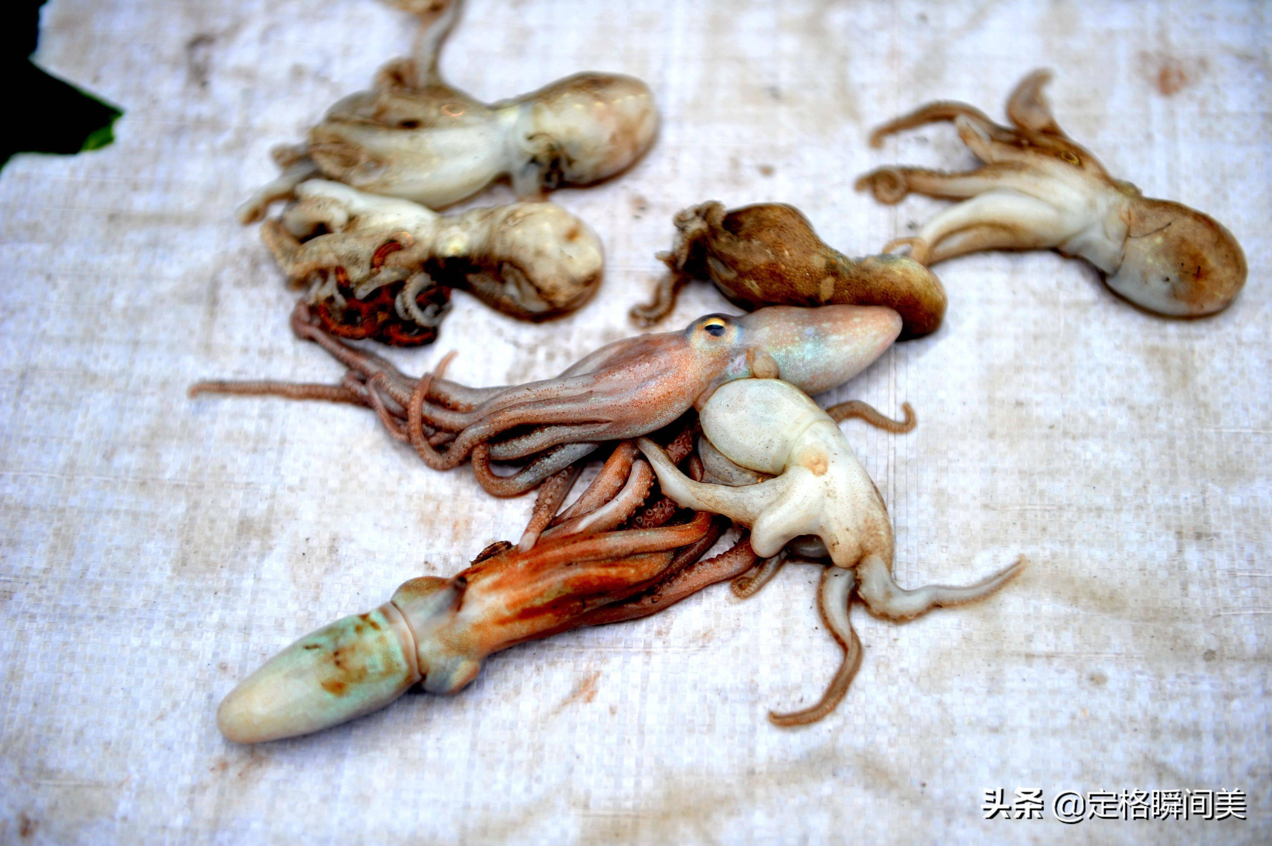 青岛第一茬小鮹上市块头不大26元一斤美女欣喜小时候的味道