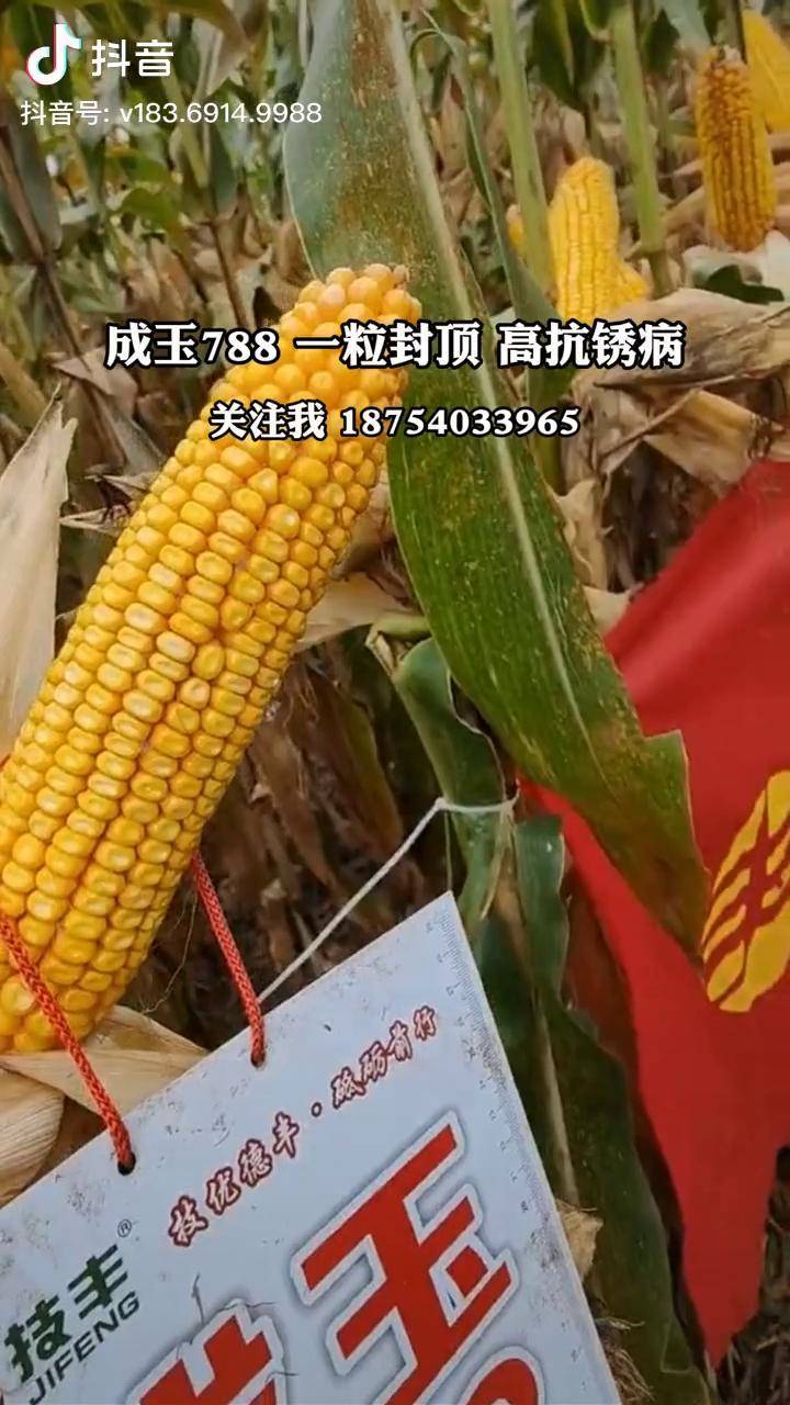 成玉788图片