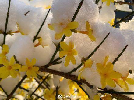 京城|好美！花朝幸见春雪瑞白共飞春华