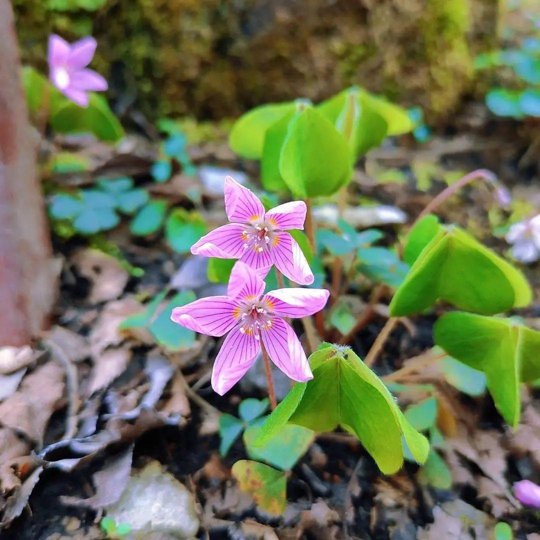 芳菲尽|隔屏有花香！快收藏这些美景，一起“云赏春”~