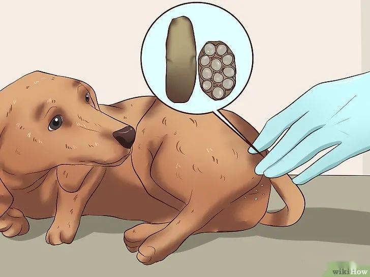 学习辨别狗狗体内不同种类的寄生虫