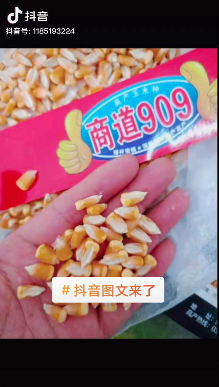 抖音图文来了商道909未来十年玉米主导品种