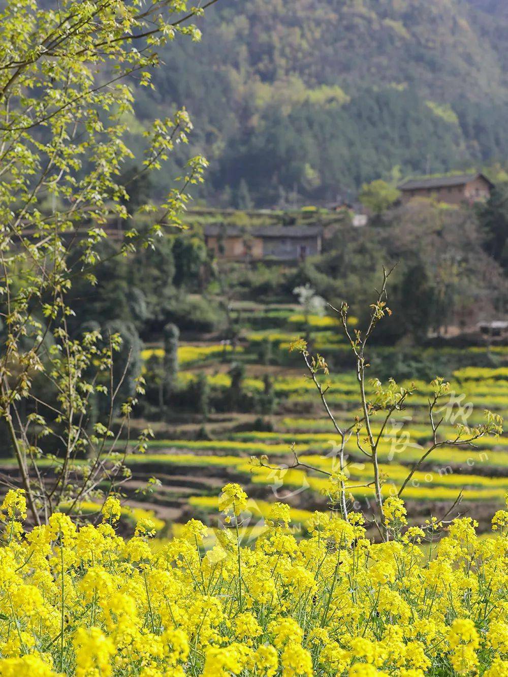 春游湖北·巴东出发→油菜花节即将明媚来袭!_乡愁_土寨_郑 宸