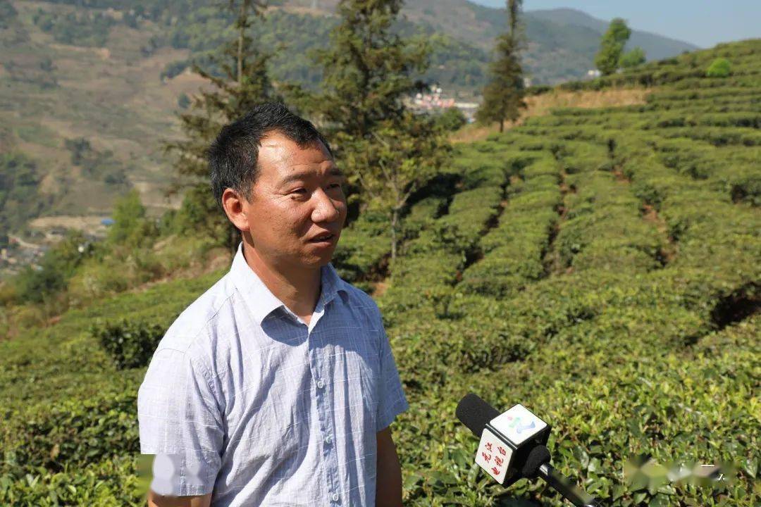 寻觅春味快来尝尝元江猪街春茶