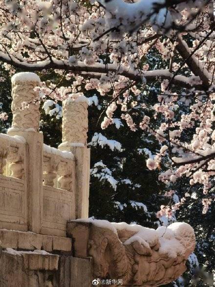 京城|好美！花朝幸见春雪瑞白共飞春华