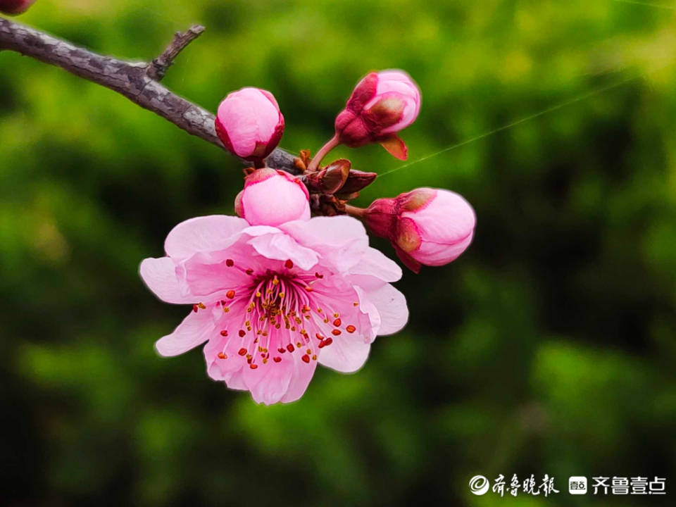 好景山東臨沂郯城美人梅枝頭怒放燦爛芬芳你知道它的花語嗎