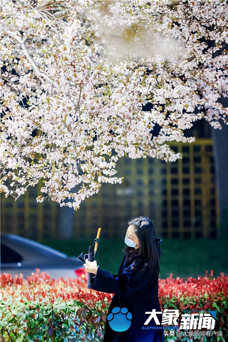 图集丨三月未央樱花摇曳郑州这条浪漫大道等你来