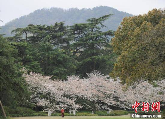 杭州西湖樱花进入最佳观赏期