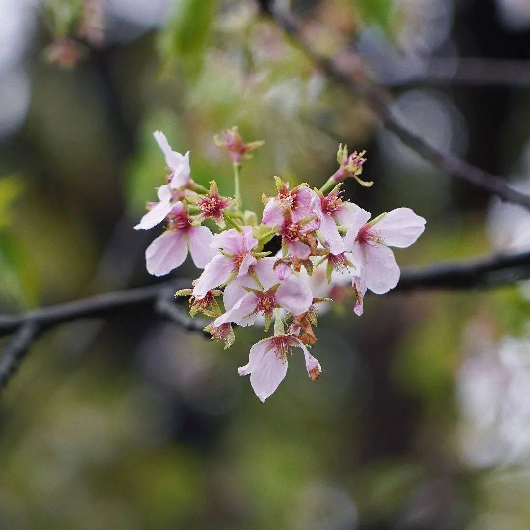 雨後兼無葉裡花雨前初見花間蕊