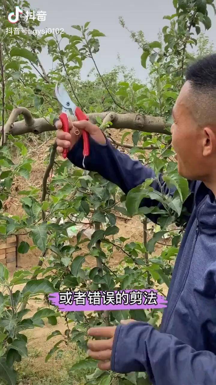 果樹修剪錯誤的剪法剪的目的出與不出如何剪果園數據化管理三農果樹