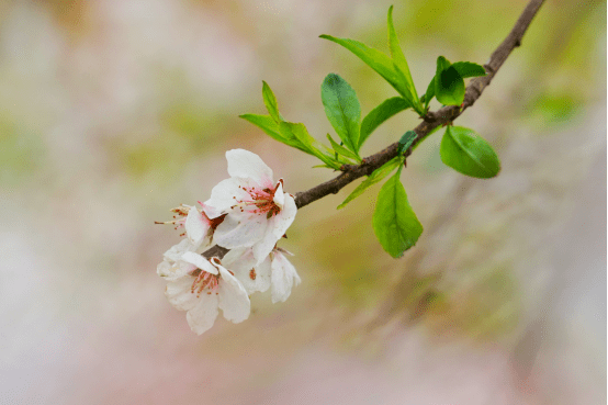 今日春分与春遇与疫分