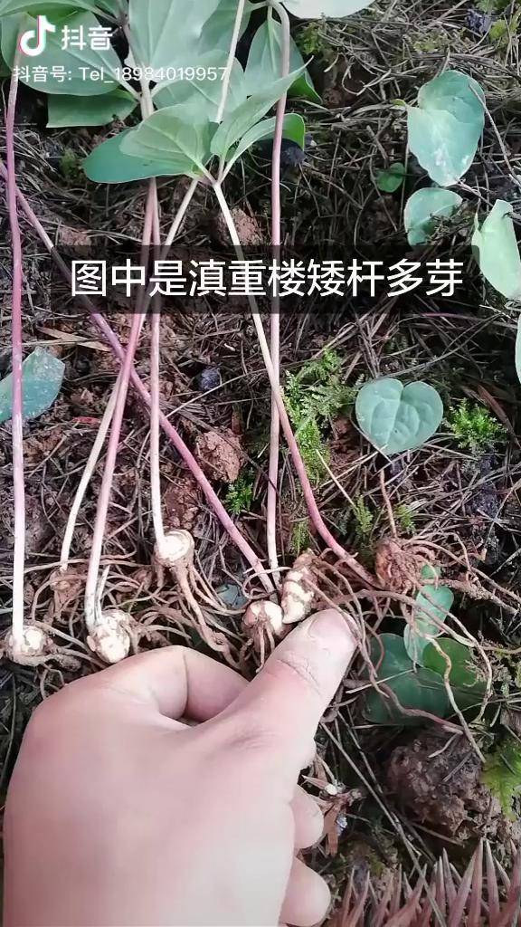 带大家区分一下重楼一片叶和四片叶子的区别重楼滇重楼