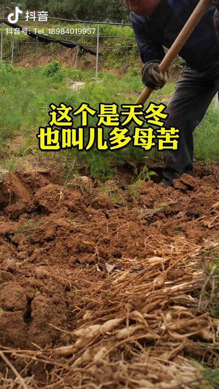 儿多母苦天冬天门冬云南大天冬农业种植这个是天冬也叫儿多母苦dou好