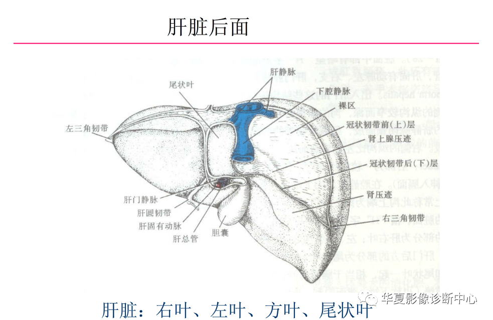 解剖|肝脏影像学与系统解剖