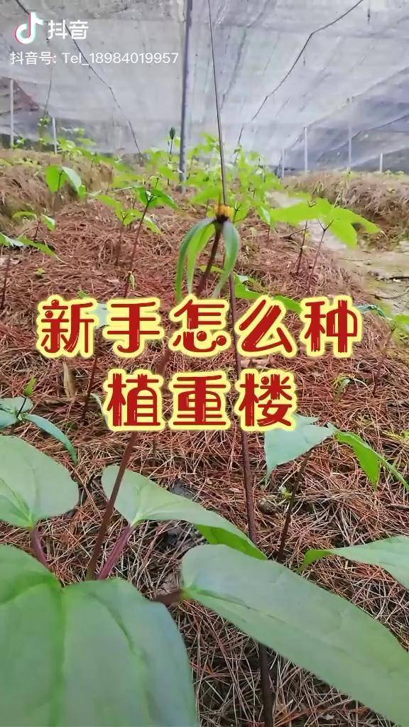 重楼种植 七叶一枝花 独角莲 滇重楼 重楼 新手怎么种植重楼?