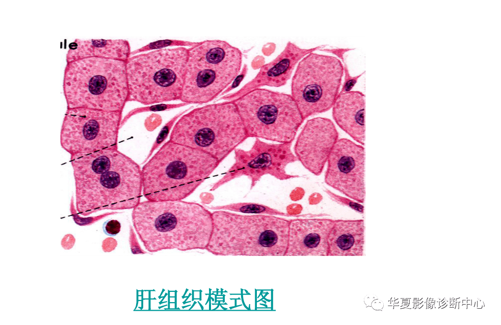 解剖|肝脏影像学与系统解剖