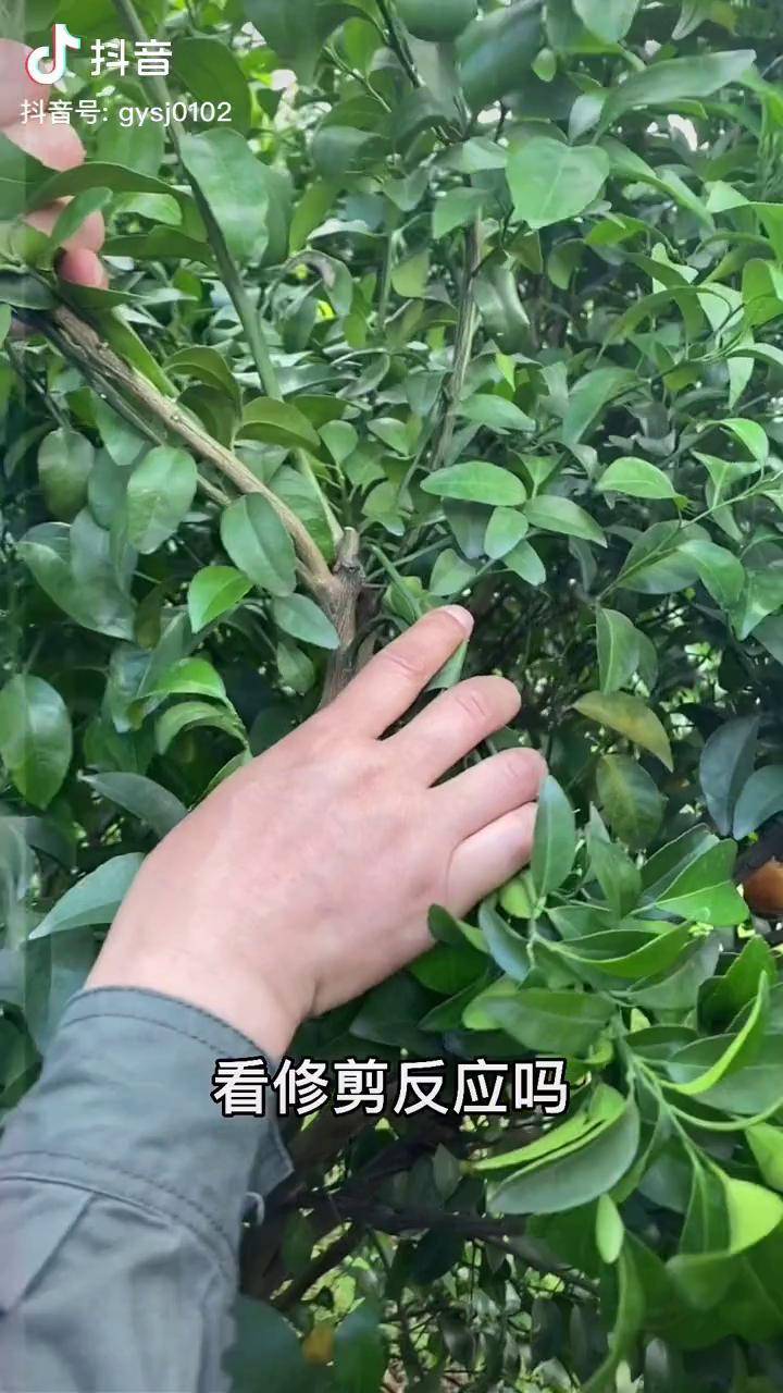 柑橘树修剪整形拉枝果树修剪柑橘