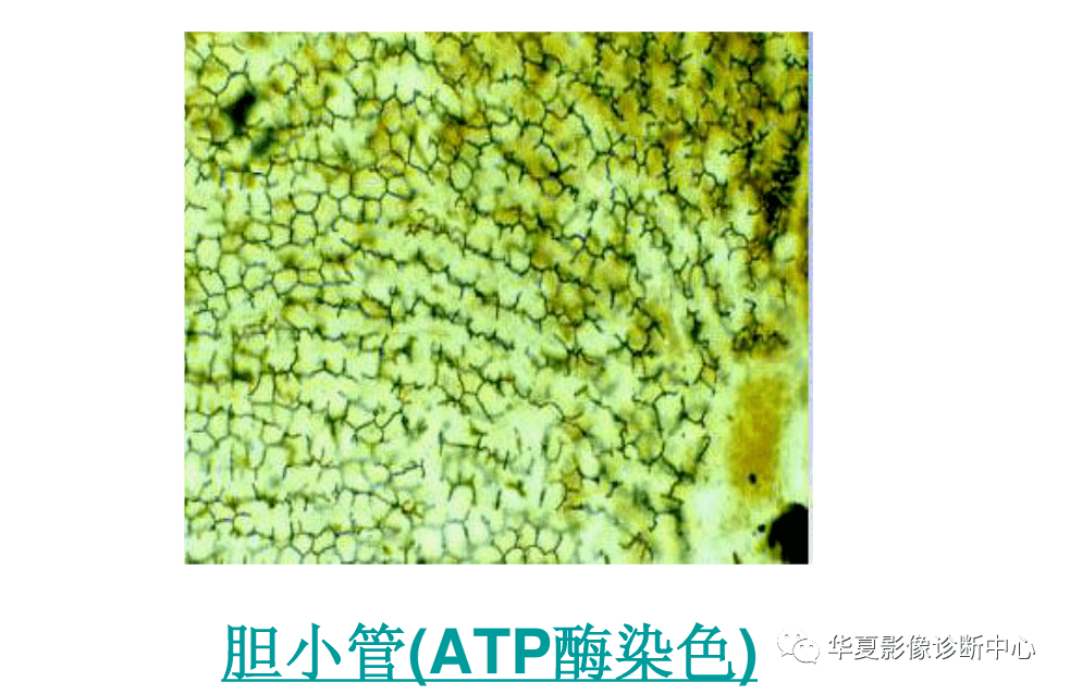 解剖|肝脏影像学与系统解剖