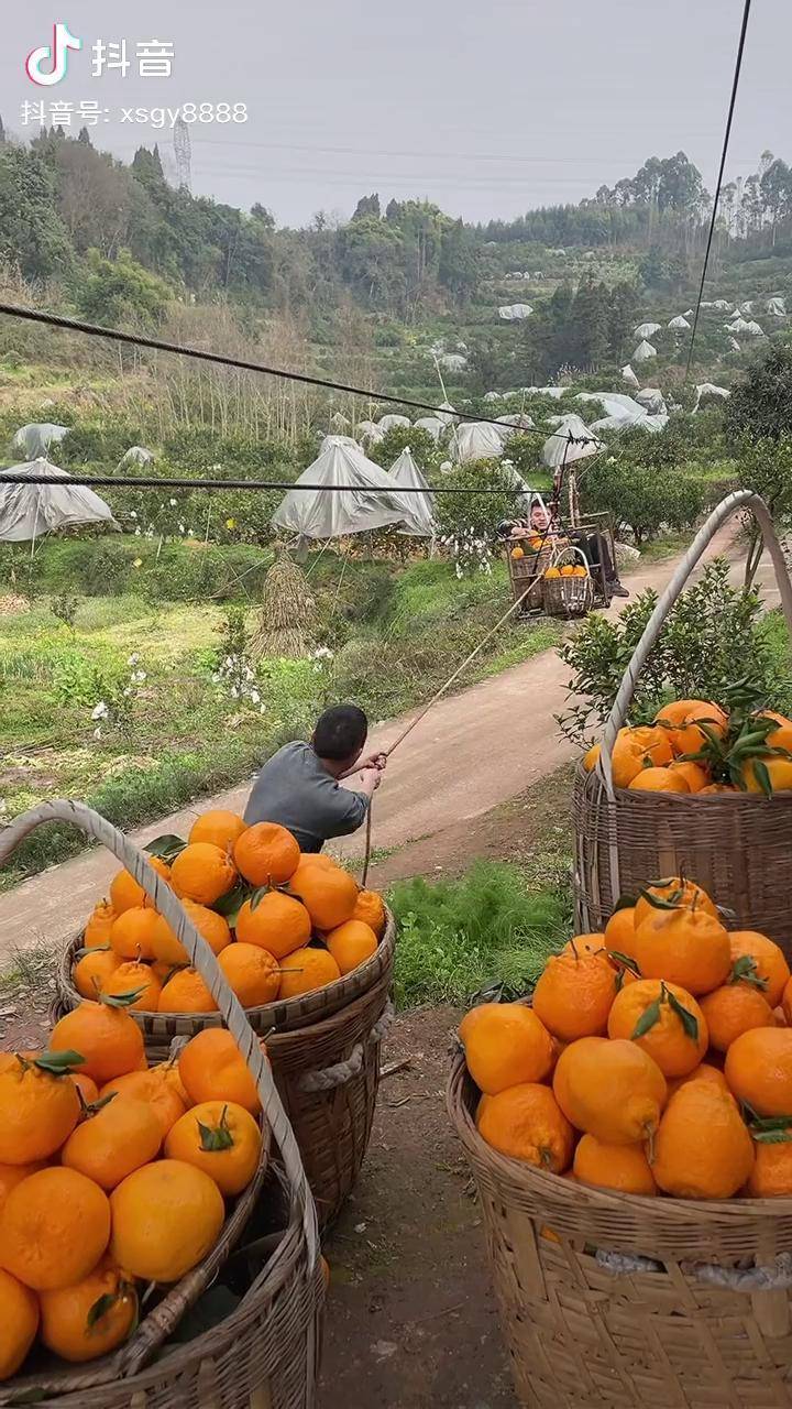 武胜耙耙柑基地图片