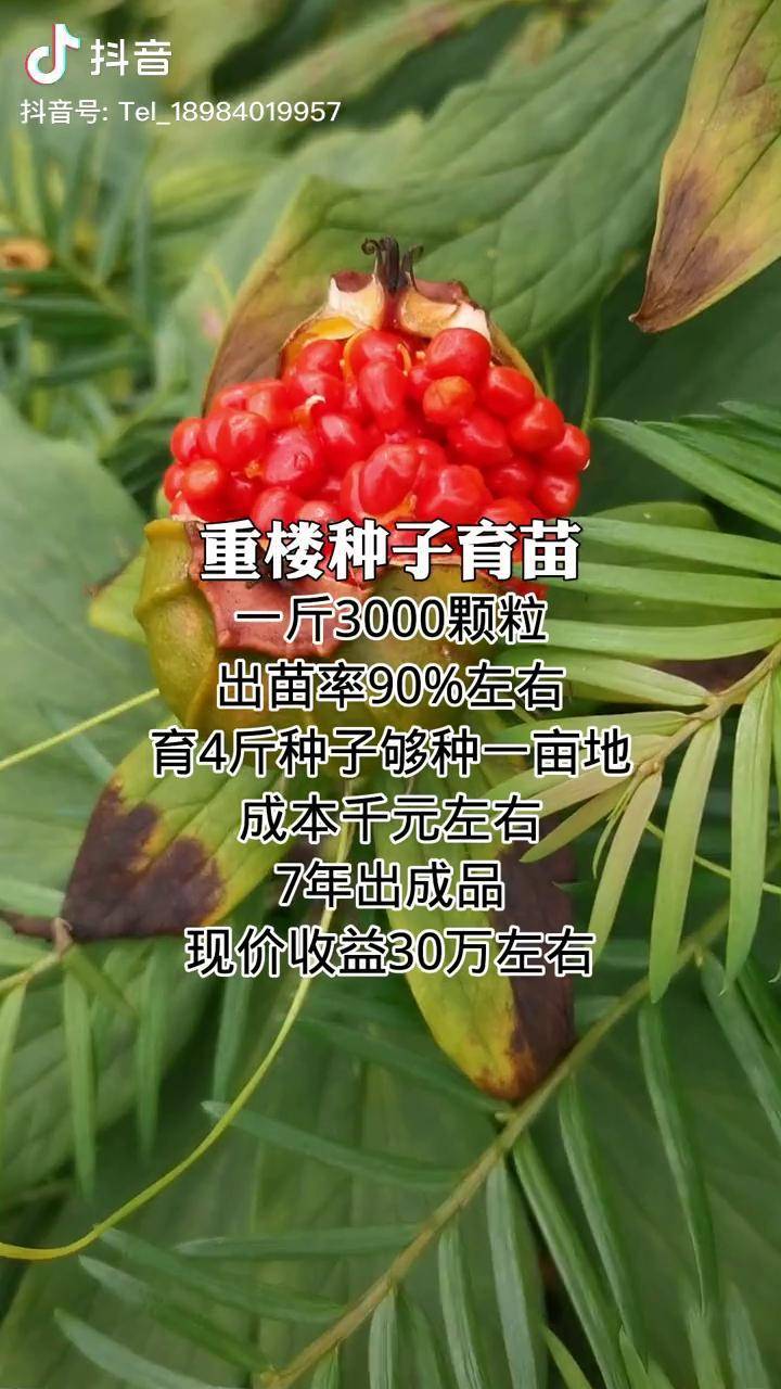 重楼重楼种子滇重楼七叶一枝花独角莲重楼种子育苗数据
