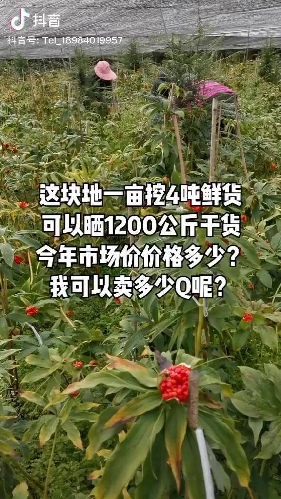 滇重楼重楼重楼种子一亩地挖四吨鲜货晒了1200公斤干货到底能卖几个