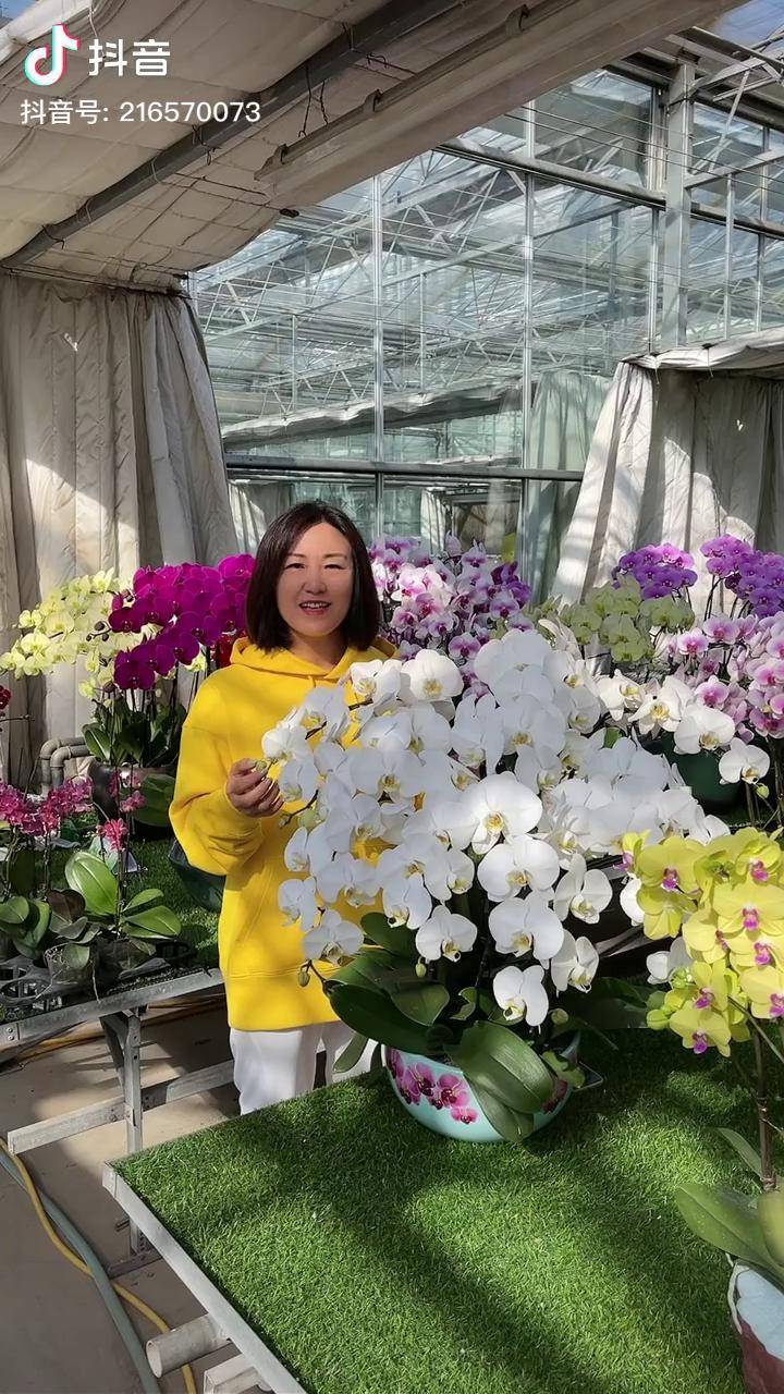 秋天养蝴蝶兰要注意温度哦蝴蝶兰坤哥玩花卉