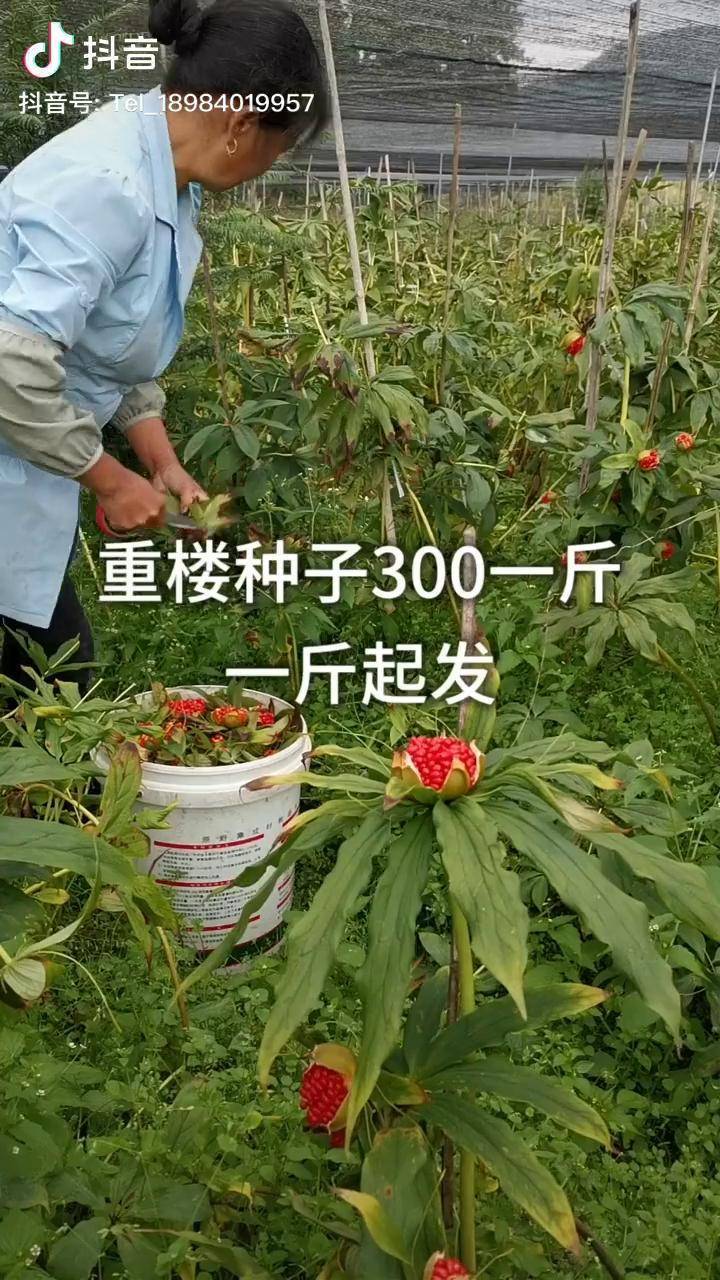 重楼种子300元一斤一斤起发重楼滇重楼七叶一枝花独角莲重楼种子抖音