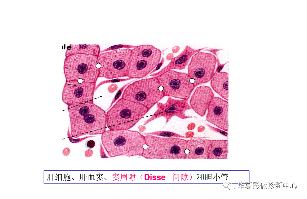 解剖|肝脏影像学与系统解剖