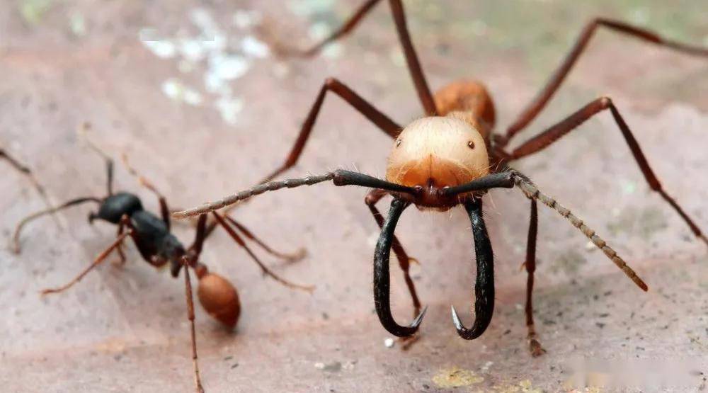 一个是专吃白蚁的食蚁兽一个是吃光一切的行军蚁谁更强